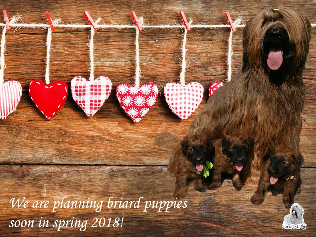 We are planning briard puppies 2018